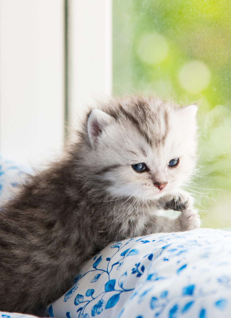 What Does It Mean When a Kitten Purrs?