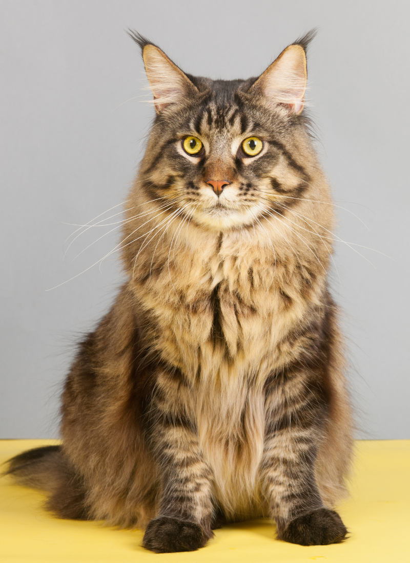How Big is a Maine Coon Cat?