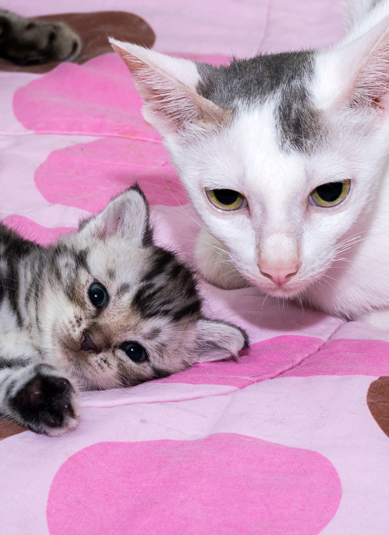 When Can a Kitten Leave Its Mom?